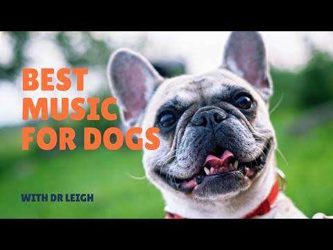 Best music for dogs and cats