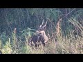 Umkomaas Valley Conservancy Free Range Hunting Crusader Safaris