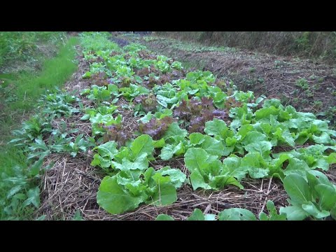 園芸 トルキスタンニンニク、広葉観賞用ニンニク