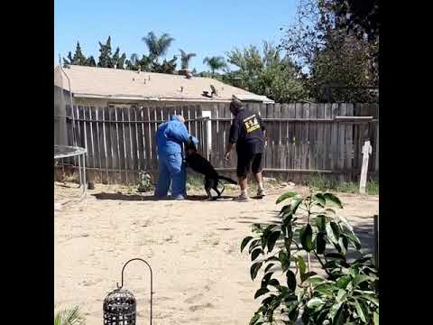 download lagu mp3 mp4 Black Malinois For Sale, download lagu Black Malinois For Sale gratis, unduh video klip Black Malinois For Sale