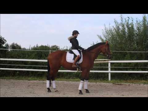 3,5 jähriger Wallach Cellestial x Lincolm l (Landadel) - Don Juan