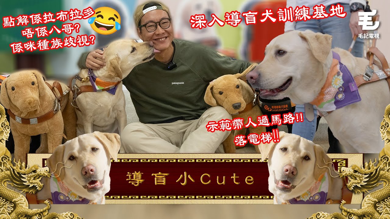 深入導盲犬訓練基地！25/01《國家級任務》第185集 -導盲犬小Cute