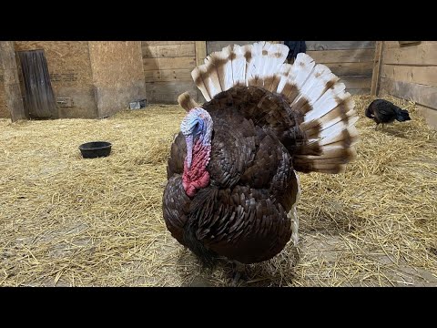 Turkeys are the guests of honor at Indraloka's 'ThanksLiving' event - YouTube
