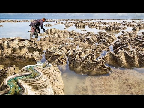 Japanese Fishermen Harvest Millions of Giant Clams This Way   Harvest Giant Clam and Oyster