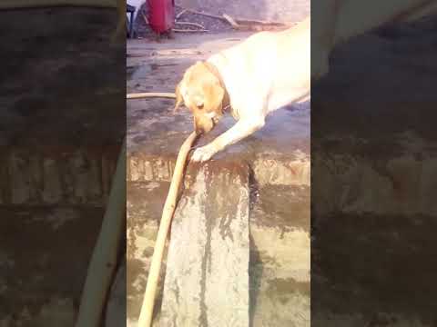 Save the water,the dog name is bairavi