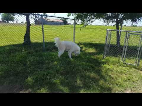 Donny, an adopted Great Pyrenees in Lytle, TX_image-1