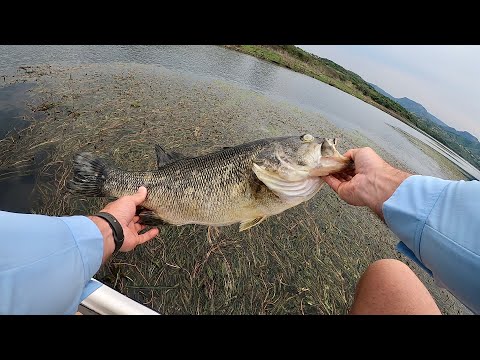 Finding Giant Bass at Inanda Dam, Bass Fishing South Africa.