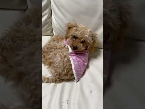 経営学科 トイプードル、顔の被毛が伸びすぎてモジャモジャ #dog #toypoodle #puppy #トイプードル #子犬 #poodle
