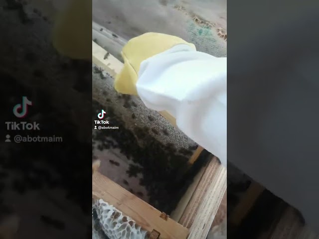 عسل الكينا 500 g