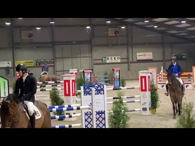 Diamorado vd Lindenhove Z