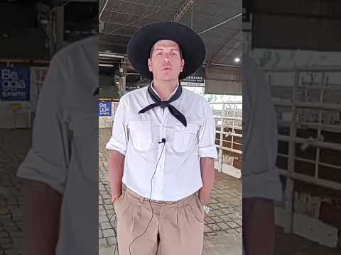 Análisis del remate de hacienda Consignaciones Córdoba 10/11/2025.