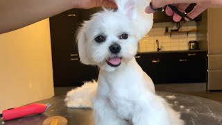 HOW TO GROOM A MALTESE DOG AT HOME 💈