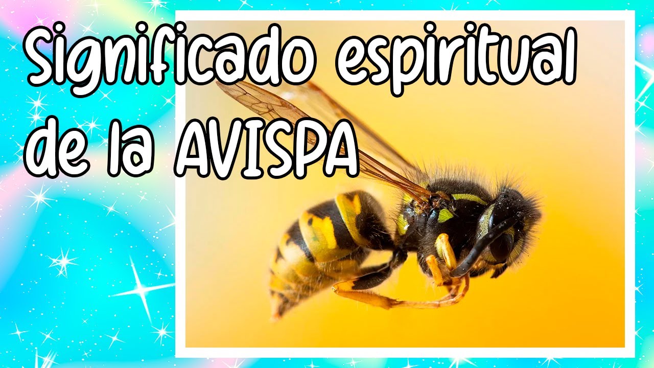 5 SIGNIFICADOS ESPIRITUALES de la AVISPA
