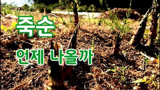 대나무 죽순 나오는 시기와 효능 그리고 가까이 있으면 불편 합니다