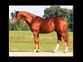 Amazing Horse - Oldenburg Horse