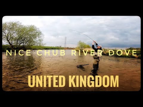 NICE CHUB  RIVER DOVE UNITED KINGDOM