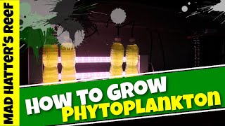 How to GROW Phytoplankton!