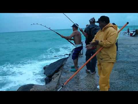 Pesca de tiburon en Bal Harbour Fl.