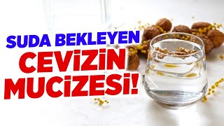 Suda Bekleyen Cevizin MUCİZESİ! Soru & Cevap | Doktor Fitt