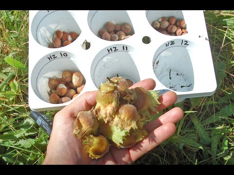 American Hazelnuts: My Only Reliable Crop?