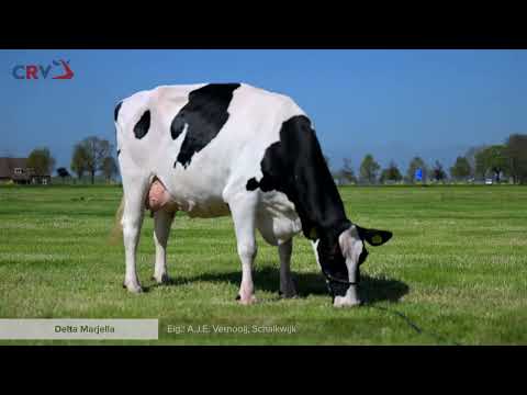 Delta Marjella (moeder Country P) eig.: A.J.E. Vernooij, Schalkwijk