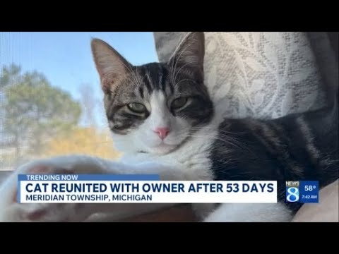 Missing Cat Found After 53 Days