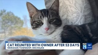 Cat reunited with owner after 53 days