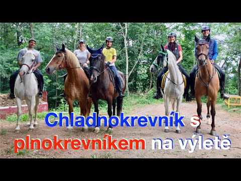 , title : 'Unikátní kombinace plemen koní na vyjížďce 🏇🏇🏇🏇🏇🏇  Plnokrevník x chladnokrevník | VLOG'