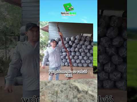 ¡MANDIOCA GIGANTE en Colonia Alberdi! 😱 Mide DOS METROS Y SESENTA y podría romper récords