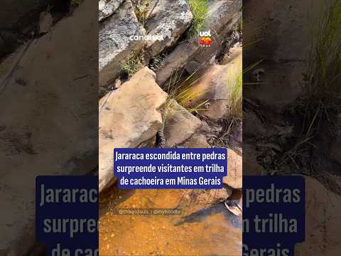 Jararaca escondida entre pedras surpreende visitantes em trilha de cachoeira em Minas