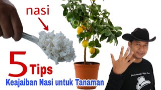 5 Trik NASI untuk Tanaman, Ilmu Mahal! || 5 Tips using Rice for Plant