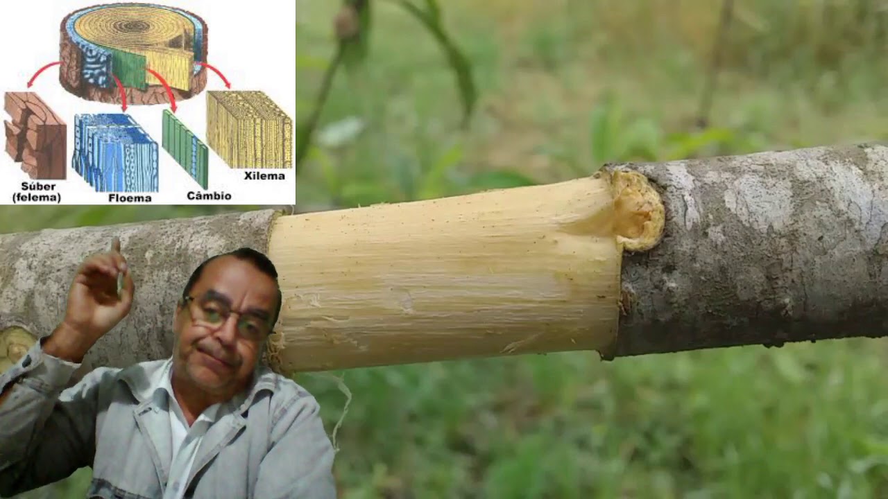 Anel de Malpighi - Alporquia