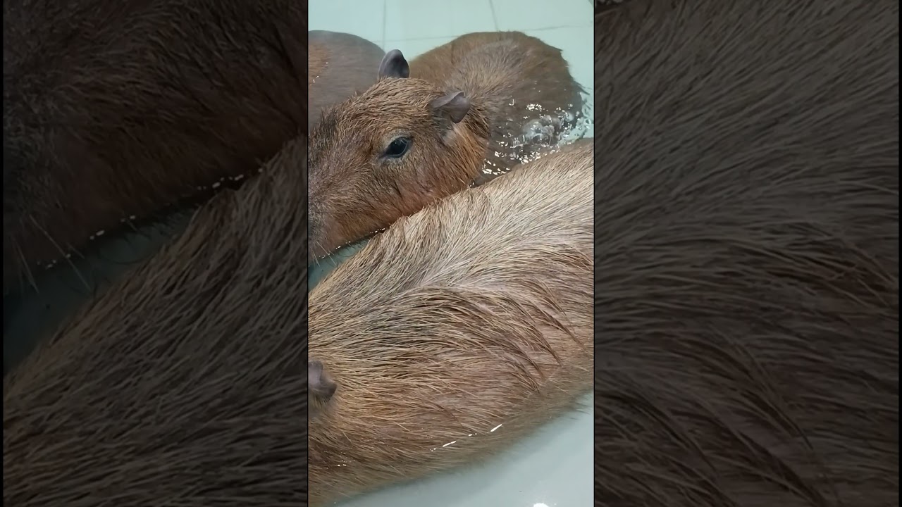 3 capybaras. 2 ear flaps. 1 crime in the water🕵️🧐😂 #capybara #capybaracafe #animalcafe #tokyo #水豚