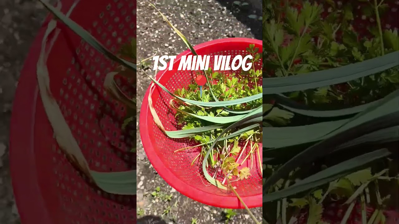 #firstminivlogs #pahadi