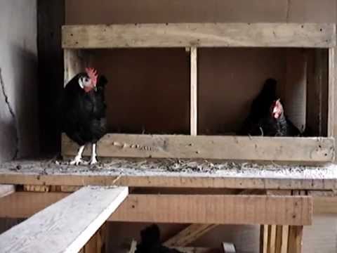 Gallina cara blanca znaska