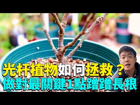 葉子細長 植物