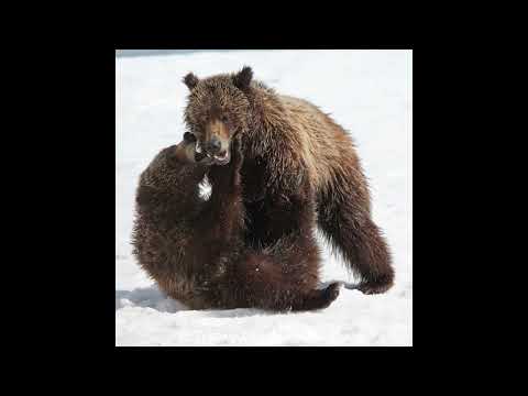 kodyak - Wind Screams (Prod. Kodyak x Wavy Jones)