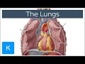 Lungs: Definition, Location & Structure - Human Anatomy | Kenhub