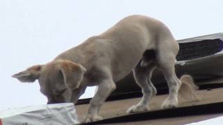США 454: Американские собаки тусуются на крыше строящегося дома