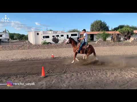 E8P4 - Nuevos Talentos En Cala - Julián Mier, Alejandro Mier y Rubén González.