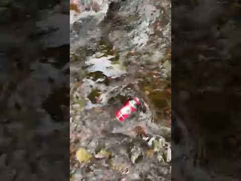 Found a beer someone left in Hyalite Creek