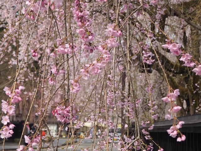 2026年【角館の桜】開花状況　4月14日