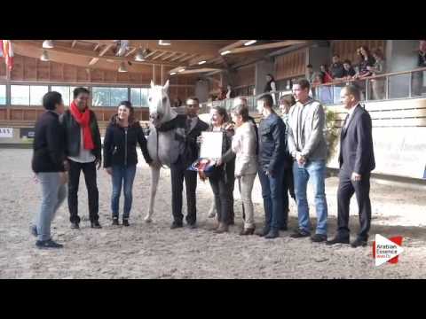3rd PLACE-N.104 RASWAN DE GARGASSAN - DEAUVILLE 2015 - Senior Stallions Championship (Class 22)