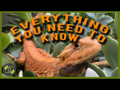 Bringing home a new Bearded Dragon - Daily Routines - Cookies Critters