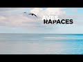 Aquelarre - Aves Rapaces (Letra)