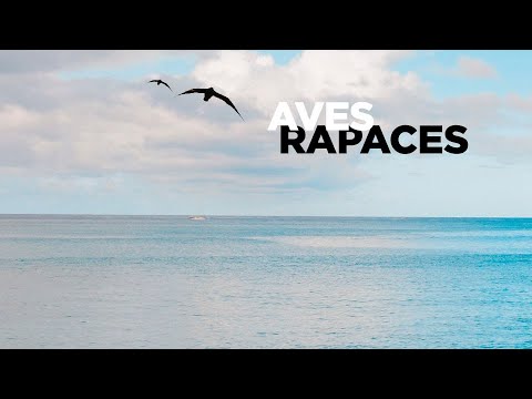 Aves Rapaces - Aquelarre