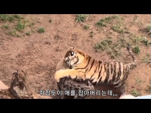 호랑이 하이에나 습격 실제 상황  Tiger vs Hyena fight