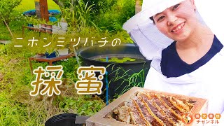 【ニホンミツバチの採蜜】重箱式巣箱から約10kgのハチミツを採りました