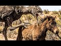 When Birds Ate Horses: The True Story of the Terror Birds | Full Documentary