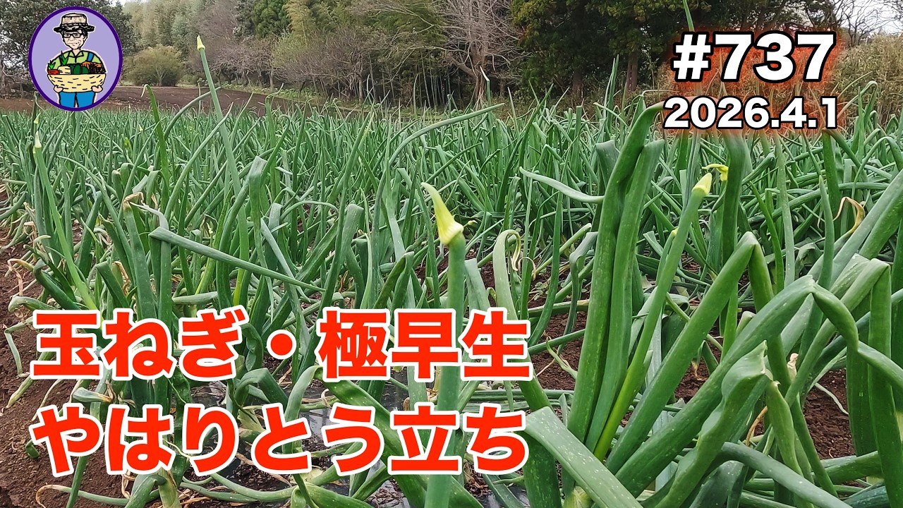 【玉ねぎ（極早生）、人参】 第737話、暖かくなり玉ねぎの極早生がとう立ちする。とう立ちした玉ねぎをとりあえず収穫する。他元肥の散布と人参の水やりをする。#オーガニック栽培 #家庭菜園 #農業VLOG